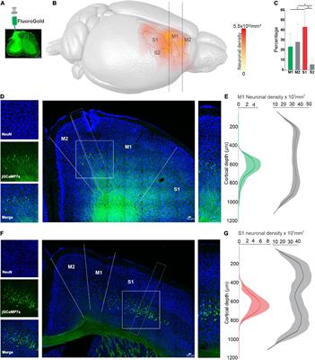 Corticospinal neurons from motor and somatosensory cortices exhibit different temporal activity dynamics during motor learning